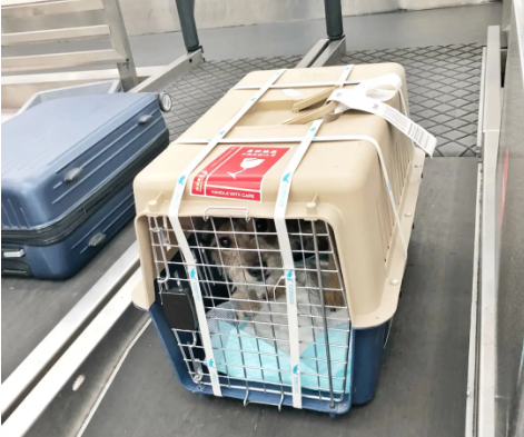 无极宠物托运 宠物托运公司 机场宠物托运 宠物空运